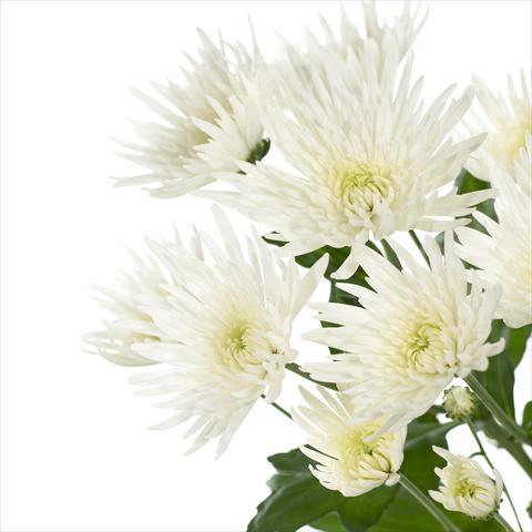 photo of flower to be used as: Pot and bedding Chrysanthemum Anastasia
