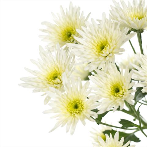 photo of flower to be used as: Pot and bedding Chrysanthemum Delianne White
