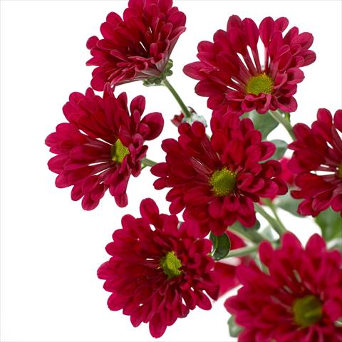 photo of flower to be used as: Pot and bedding Chrysanthemum Dublin