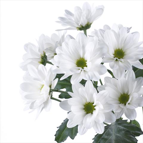 photo of flower to be used as: Pot and bedding Chrysanthemum Manadou