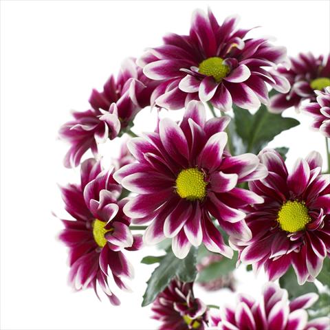 photo of flower to be used as: Pot and bedding Chrysanthemum Orinoco