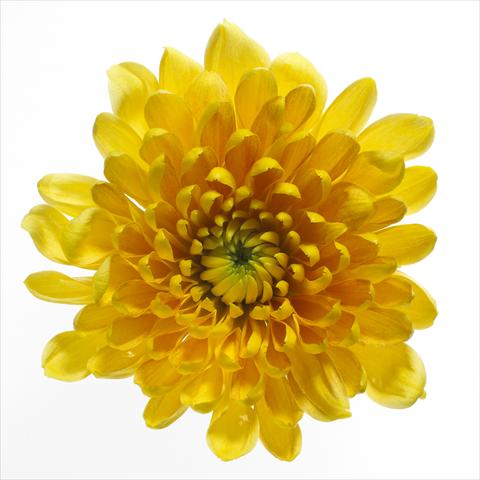 photo of flower to be used as: Pot and bedding Chrysanthemum Panama