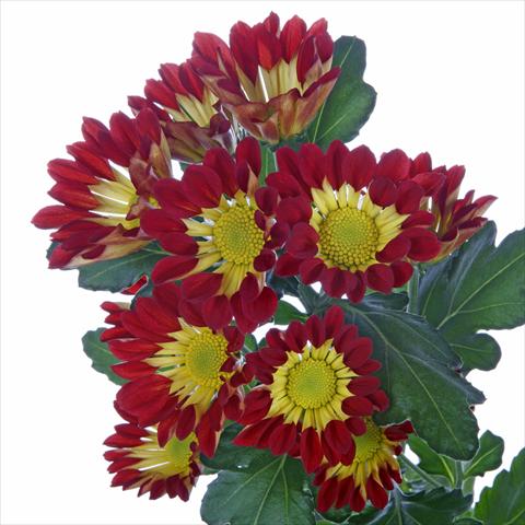 photo of flower to be used as: Pot and bedding Chrysanthemum Roma Red