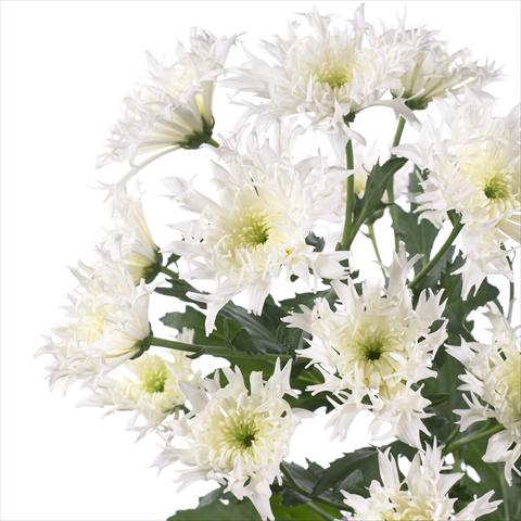 photo of flower to be used as: Pot and bedding Chrysanthemum Spinelli