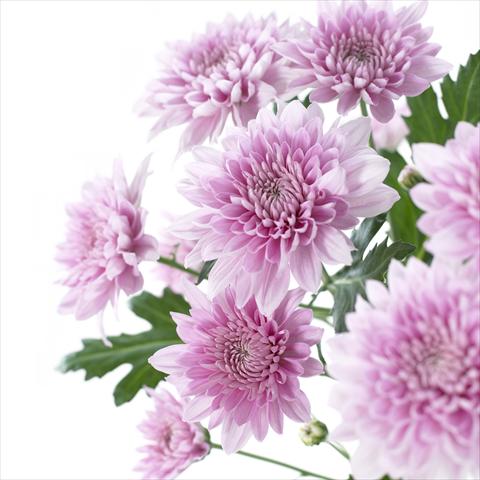 photo of flower to be used as: Pot and bedding Chrysanthemum Venice