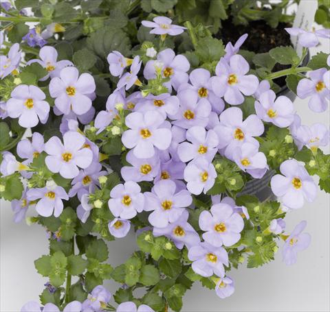 photo of flower to be used as: Pot, patio, basket Bacopa (Sutera cordata) RED FOX Bahia Lavender Blue