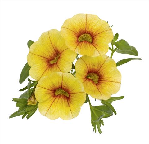 photo of flower to be used as: Pot, patio, basket Calibrachoa RED FOX Aloha® Gold