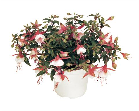photo of flower to be used as: Pot, bedding, patio, basket Fuchsia RED FOX Arêtes Alwin