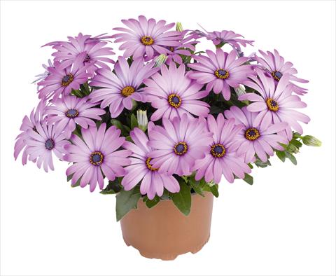photo of flower to be used as: Pot and bedding Osteospermum RED FOX Swing Lavender