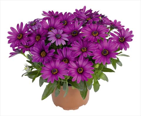 photo of flower to be used as: Pot and bedding Osteospermum RED FOX Swing Purple