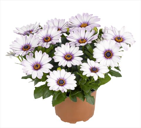 photo of flower to be used as: Pot and bedding Osteospermum RED FOX Swing Royal White