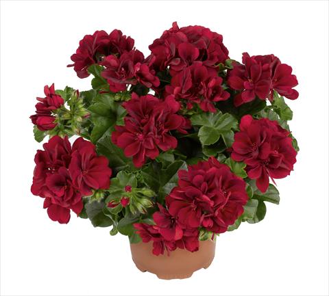 photo of flower to be used as: Pot, bedding, patio Pelargonium peltatum RED FOX Atlantic Red Velvet