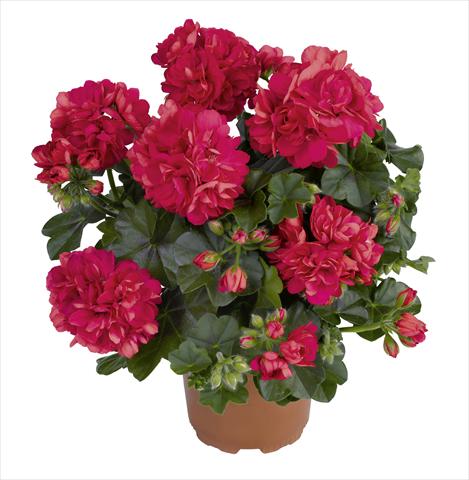 photo of flower to be used as: Pot, bedding, patio Pelargonium peltatum RED FOX Pacific Salmon Red