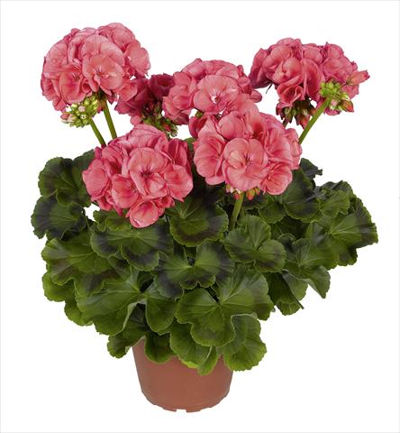 photo of flower to be used as: Pot, bedding, patio Pelargonium zonale RED FOX Survivor Salmon Pink