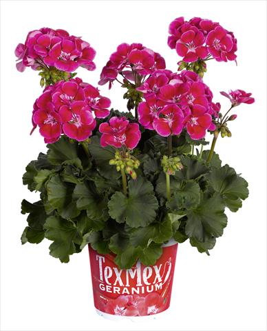 photo of flower to be used as: Pot, bedding, patio Pelargonium zonale RED FOX Tex Mex Fire