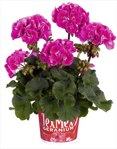 photo of flower to be used as: Pot, bedding, patio Pelargonium zonale RED FOX Tex Mex Hot Pink