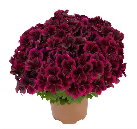 photo of flower to be used as: Pot and bedding Pelargonium interspec. RED FOX Graziosa Merlot Red