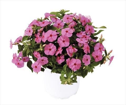 photo of flower to be used as: Pot, bedding, patio Phlox maculata RED FOX Phloxy Lady Pink