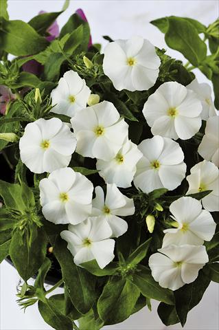 photo of flower to be used as: Pot, bedding, patio Phlox maculata RED FOX Phloxy Lady White