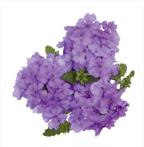 photo of flower to be used as: Pot, bedding, patio, basket Verbena RED FOX Empress Flair Lavender Blue