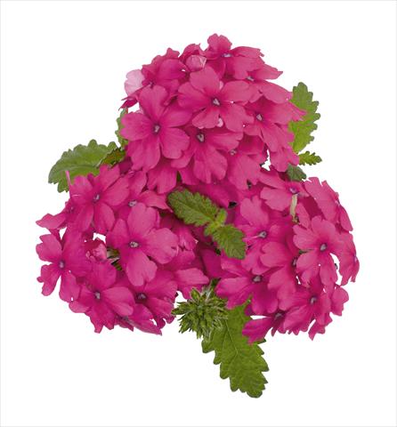 photo of flower to be used as: Pot, bedding, patio, basket Verbena RED FOX Empress Salmon Pink