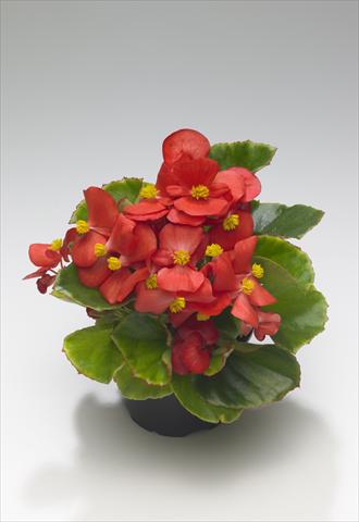 photo of flower to be used as: Bedding / border plant Begonia semperflorens Monza Scarlet improved