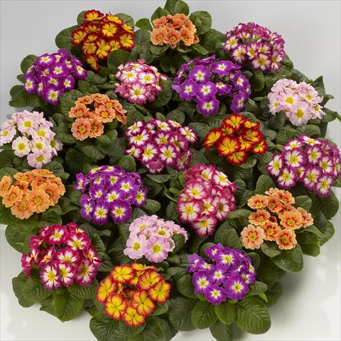 photo of flower to be used as: Basket / Pot Primula acaulis, veris, vulgaris Mega F1 Bicolor