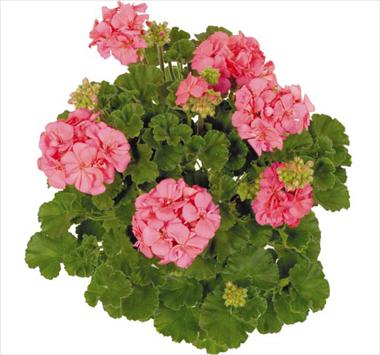 photo of flower to be used as: Basket / Pot Pelargonium zonale Sinope