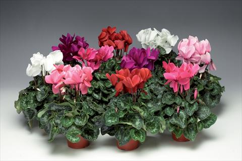 photo of flower to be used as: Pot and bedding Cyclamen persicum Perfetto F1 Uni Mix