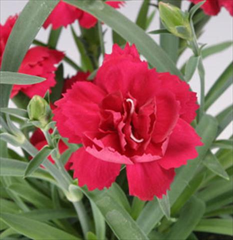 photo of flower to be used as: Pot and bedding Dianthus caryophyllus Sun Charm Red