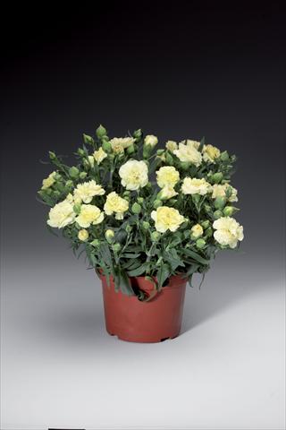 photo of flower to be used as: Pot and bedding Dianthus caryophyllus Sun Charm Yellow