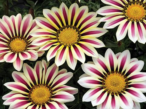 photo of flower to be used as: Pot and bedding Gazania Big Kiss White Flame