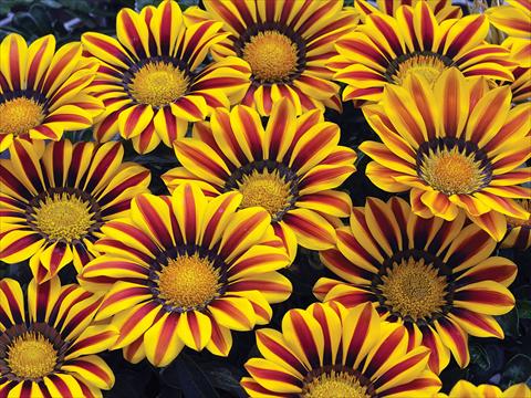 photo of flower to be used as: Pot and bedding Gazania Big Kiss Yellow Flame