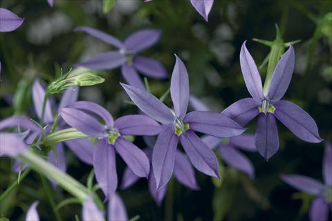 photo of flower to be used as: Pot, bedding, patio, basket Laurentia Astro Blue