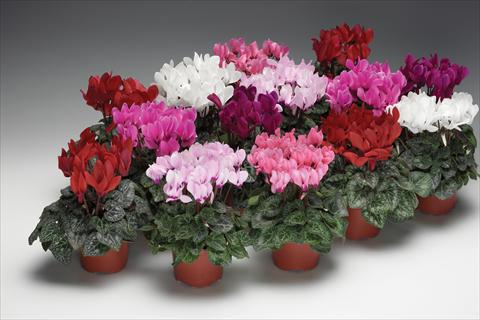 photo of flower to be used as: Pot and bedding Cyclamen persicum Zanetto Mix
