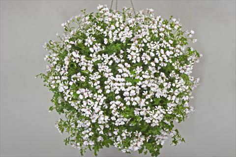 photo of flower to be used as: Pot, patio, basket Pelargonium peltatum Cascade White