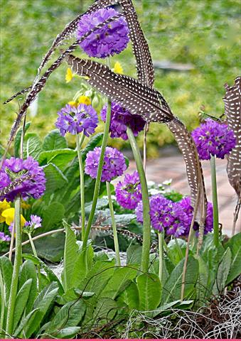 photo of flower to be used as: Pot and bedding Primula denticulata Corolla Blue