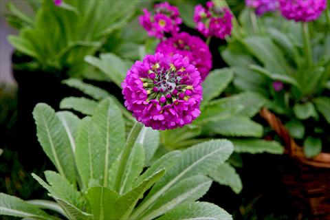 photo of flower to be used as: Pot and bedding Primula denticulata Corolla Deep Rose