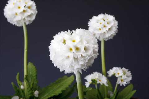 photo of flower to be used as: Pot and bedding Primula denticulata Corolla White