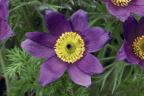 photo of flower to be used as: Pot and bedding Pulsatilla vulgaris Pinwheel Blue Violet Shades