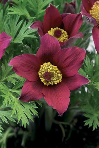 photo of flower to be used as: Pot and bedding Pulsatilla vulgaris Pinwheel Dark Red Shades