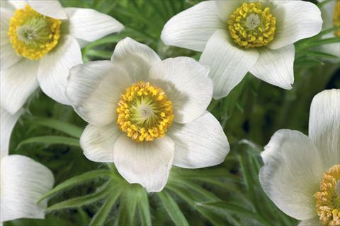 photo of flower to be used as: Pot and bedding Pulsatilla vulgaris Pinwheel White