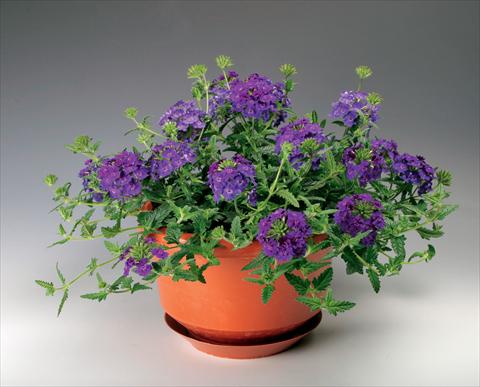 photo of flower to be used as: Pot, patio, basket Verbena Lanai® Denim Blu