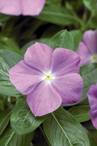 photo of flower to be used as: Pot and bedding Catharanthus roseus - Vinca Sunstorm© Light Blue