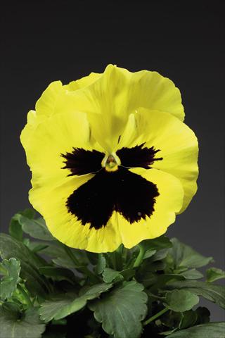 photo of flower to be used as: Pot and bedding Viola wittrockiana Delta F1 Primrose w Blotch Improved