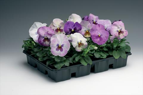 photo of flower to be used as: Pot and bedding Viola wittrockiana Delta F1 Purple Surprise