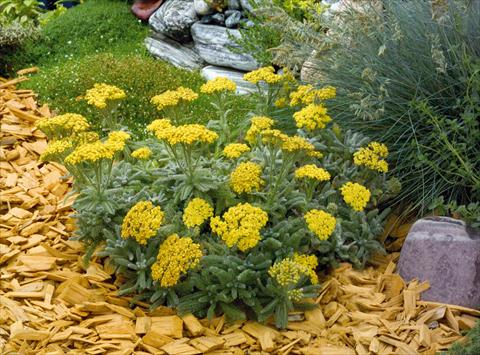 photo of flower to be used as: Pot and bedding Achillea tomentosa Goldie
