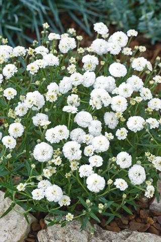 photo of flower to be used as: Pot and bedding Achillea ptarmica Noblessa