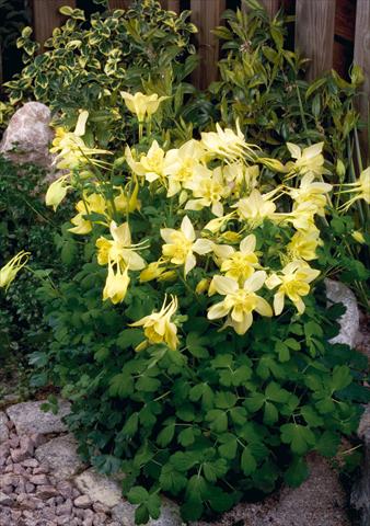 photo of flower to be used as: Pot and bedding Aquilegia hybrida Spring Magic® Yellow