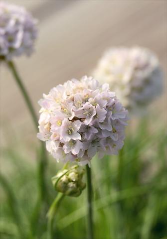 photo of flower to be used as: Pot and bedding Armeria maritima Morning Star